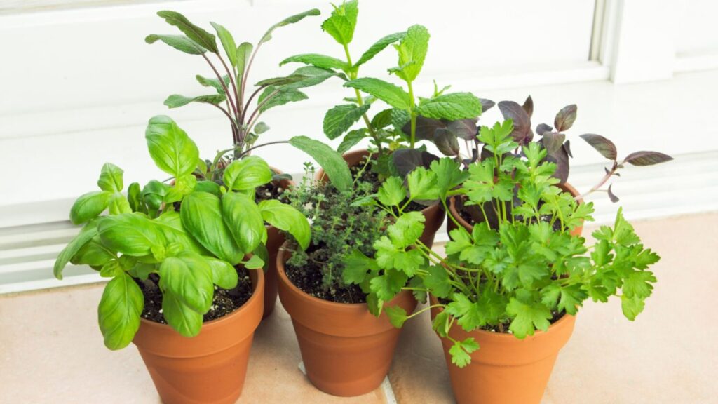 9 Best Plants to Grow in an Indoor Herb Garden