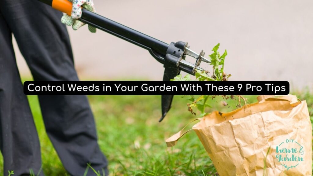 Control Weeds in Your Garden With These 9 Pro Tips