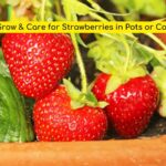 grow strawberries
