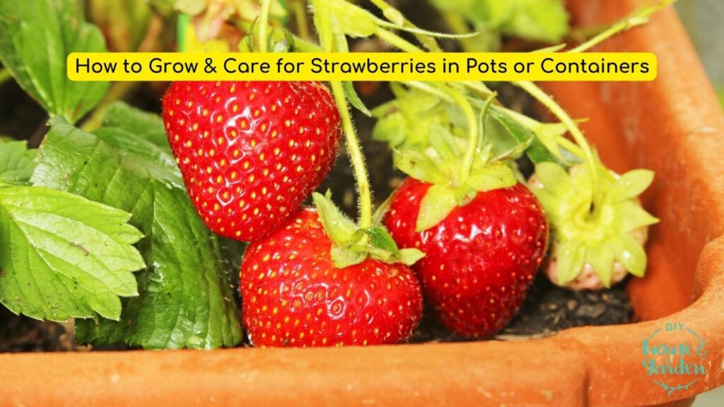 How to Grow & Care for Strawberries in Pots or Containers