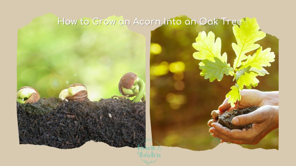 how to grow an acorn