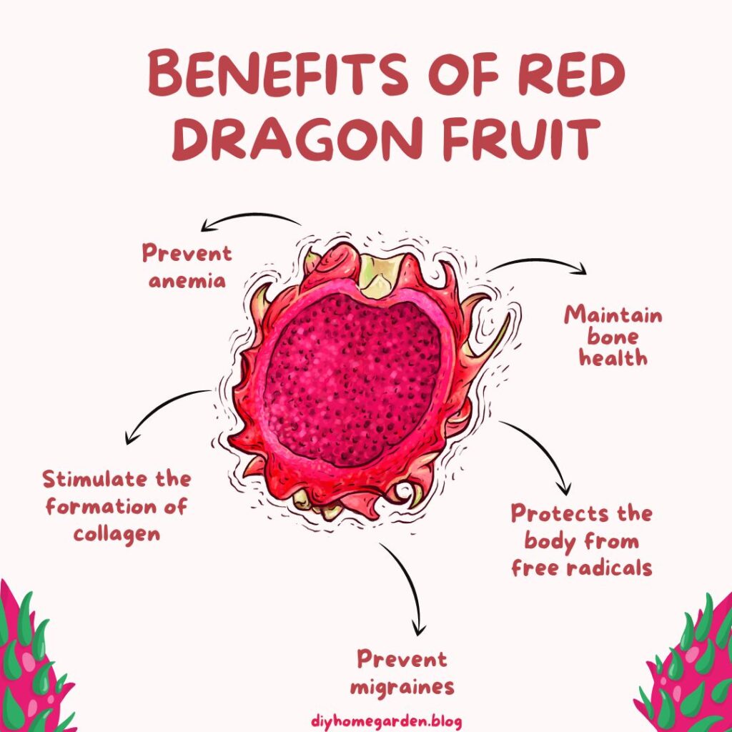 dragon fruit