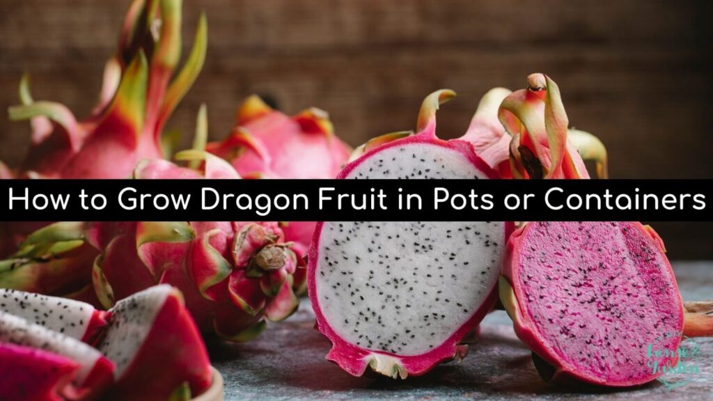 How to Grow Dragon Fruit in Pots or Containers in 10 Easy Steps