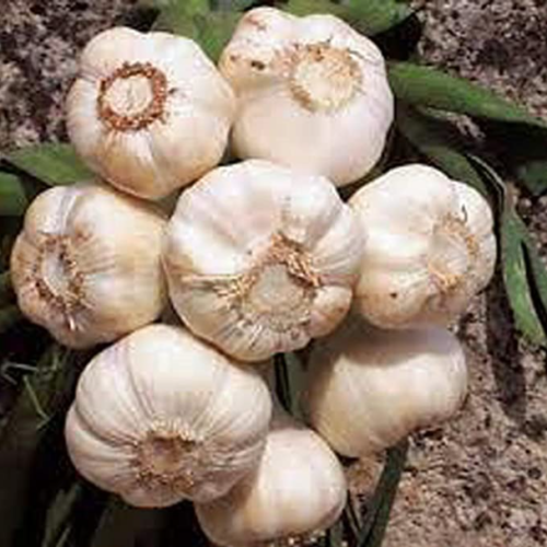 How to Grow and Care for Garlic in Pots or Containers