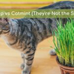 catnip catmint