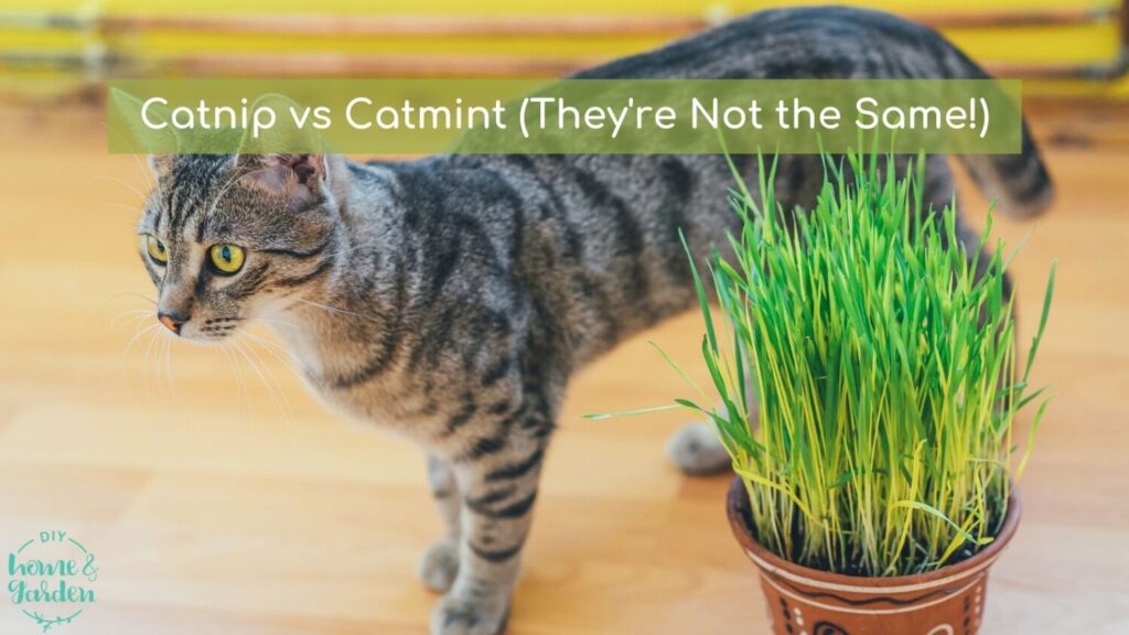 Catnip vs Catmint (They’re Not the Same!)