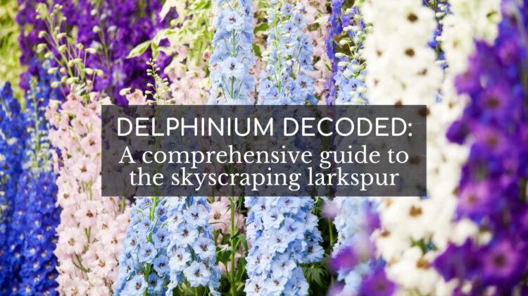 delphinium larkspur