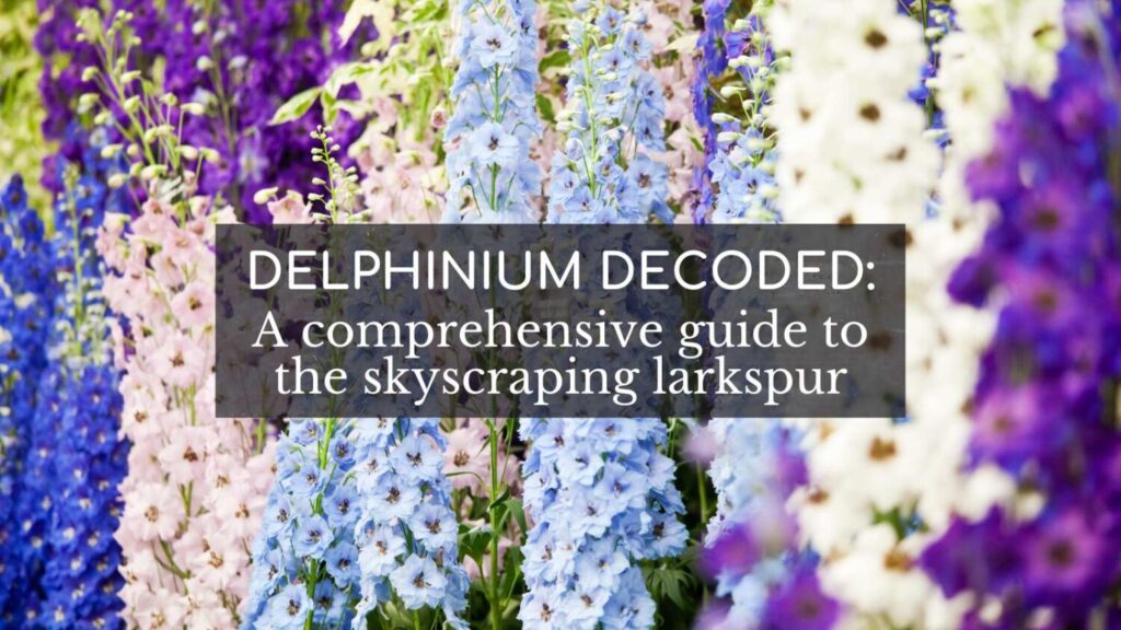 Delphinium Decoded: A Comprehensive Guide to the Skyscraping Larkspur