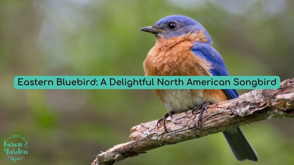 Eastern Bluebird: A Delightful North American Songbird