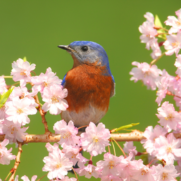 eastern bluebird