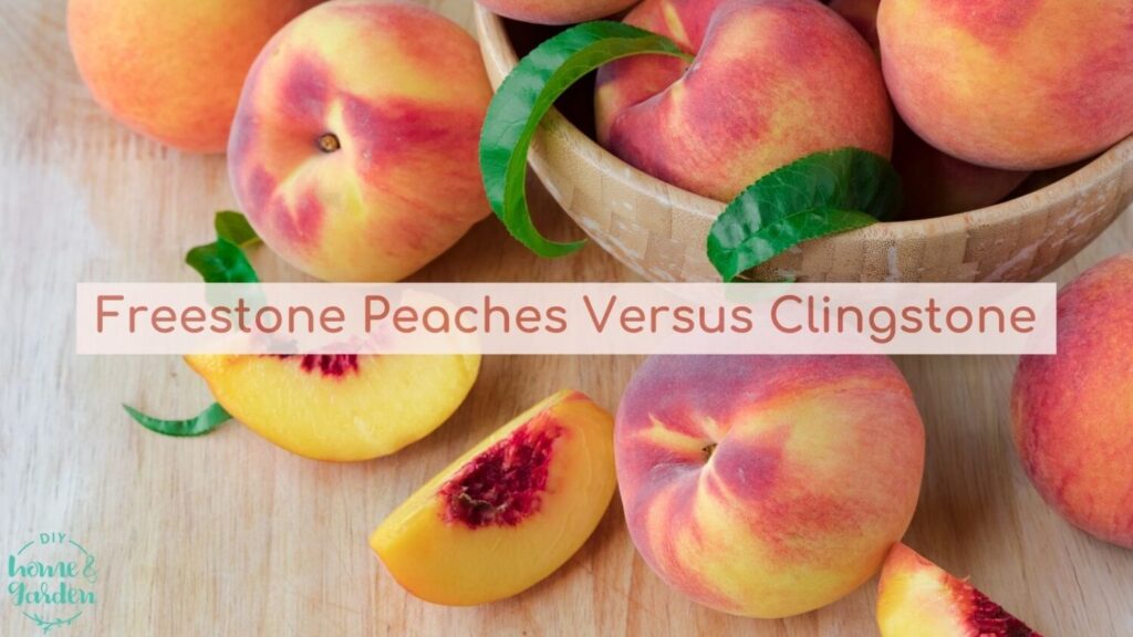 Freestone Peaches Versus Clingstone: Understanding the different peach varieties