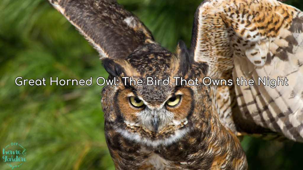 great horned owl