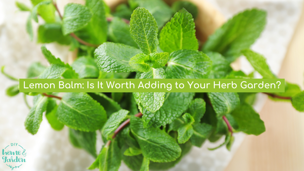 Lemon Balm: Is It Worth Adding to Your Herb Garden?