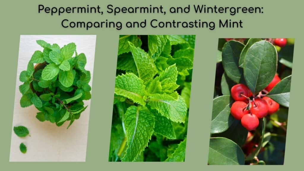 Peppermint, Spearmint, and Wintergreen: Comparing and Contrasting Mint