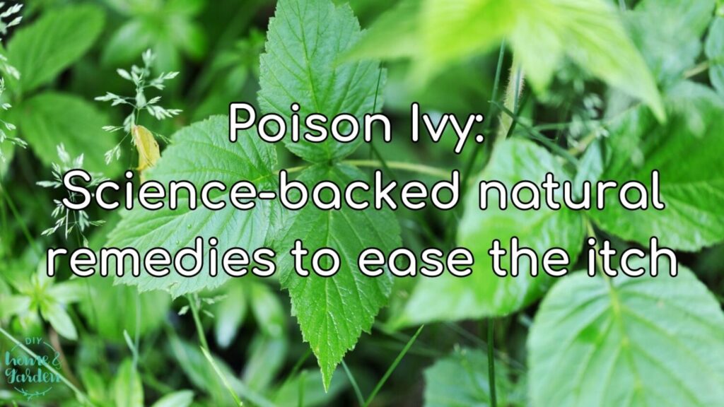 Poison Ivy: 7 Time-Honored Natural Remedies to Ease the Itch and Rash