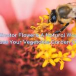 pollinator flowers