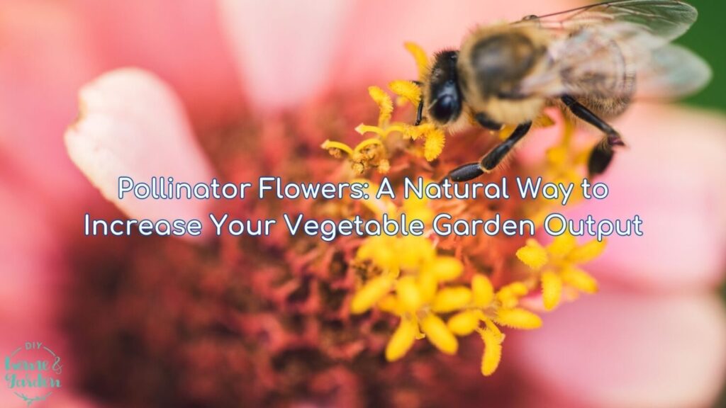 Pollinator Flowers: A Natural Way to Increase Your Vegetable Garden Output