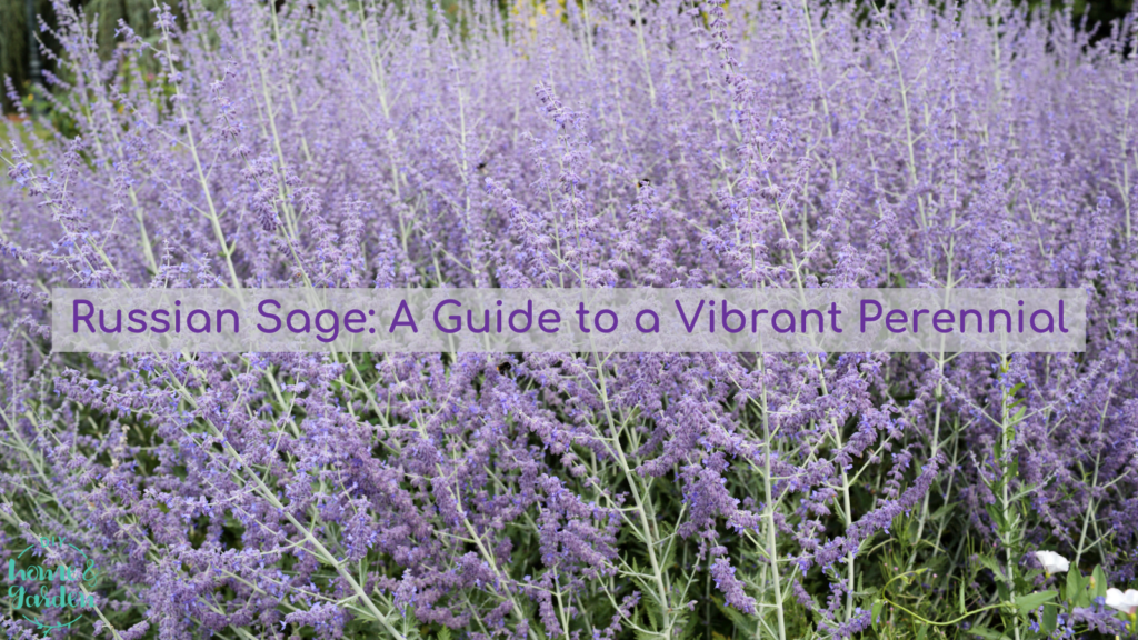 Russian Sage: A Guide to a Vibrant Perennial
