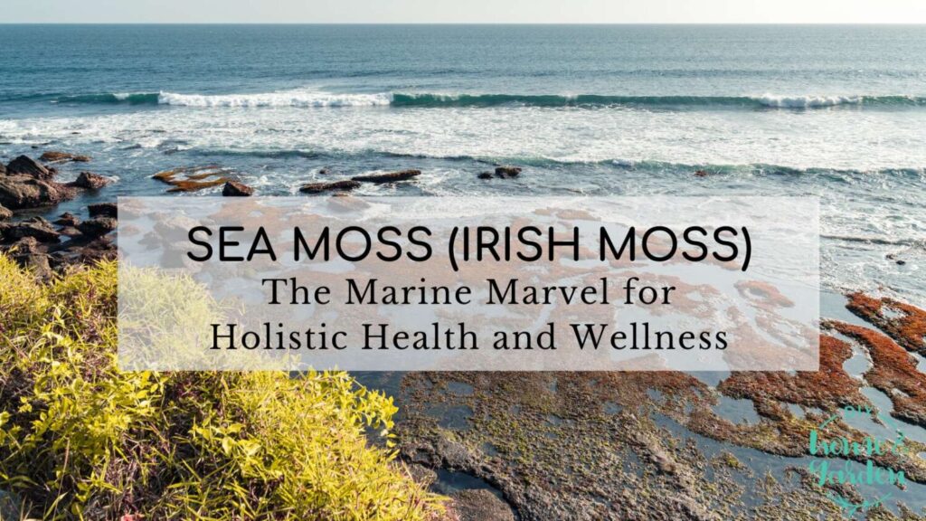 Sea Moss: The Marine Marvel for Holistic Health and Well-being