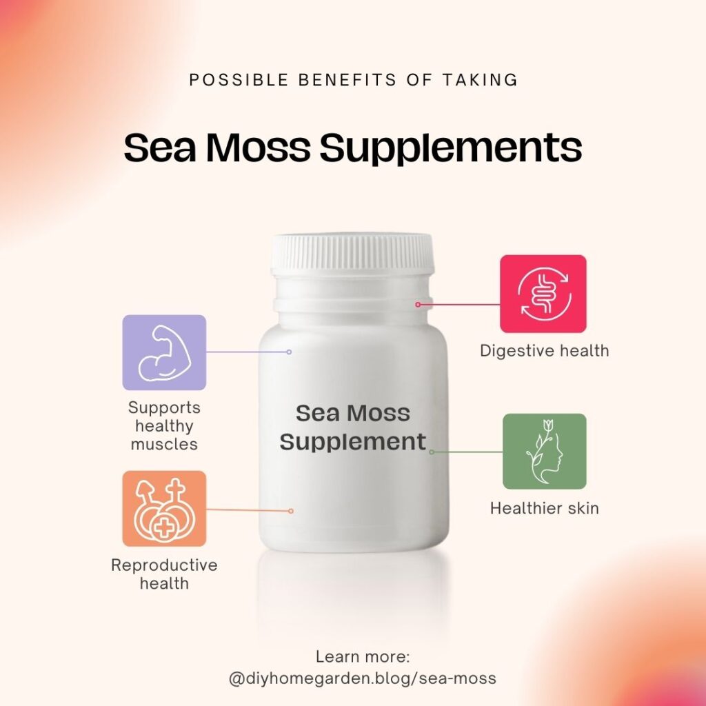 Sea Moss Supplementation for Best Health | DIY Home & Garden