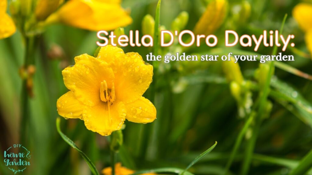 stella d'oro daylily