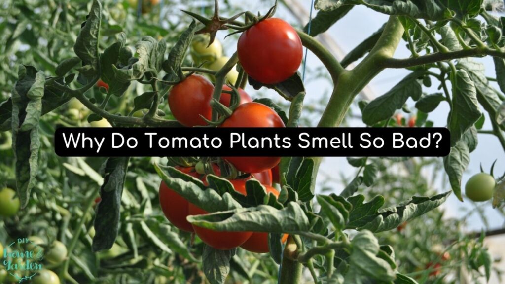 Tomato Plants: Why Do They Smell So Dang Bad?