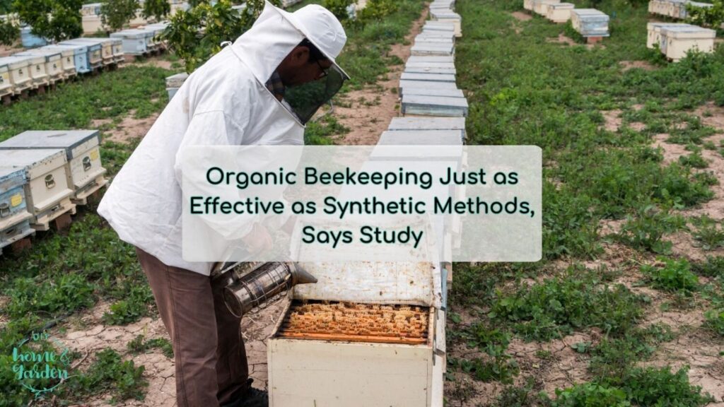 Organic Beekeeping Just as Effective as Synthetic Methods, Says Study