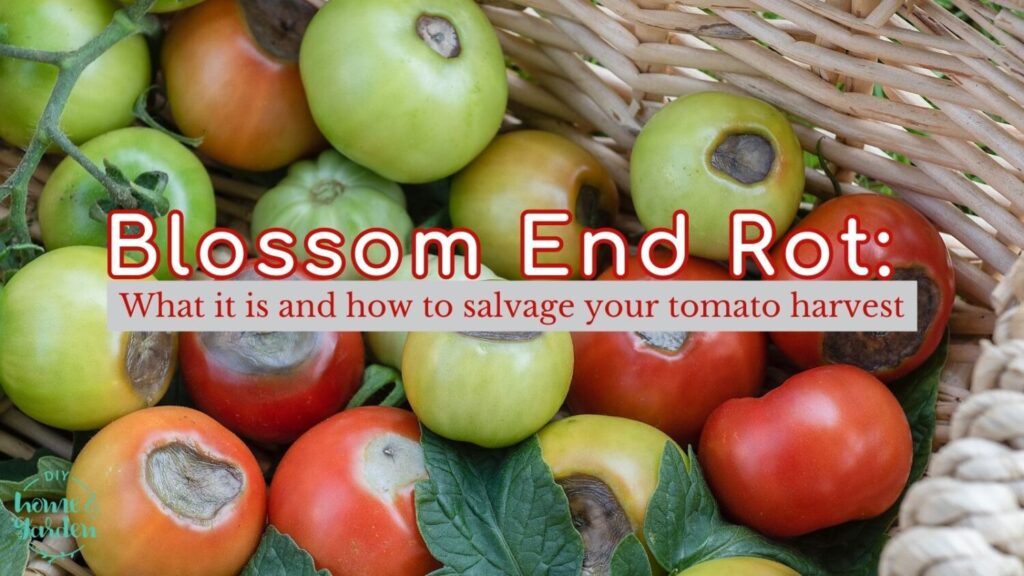 Blossom End Rot: What it is and how to salvage your tomato harvest