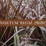 pennisetum regal princess