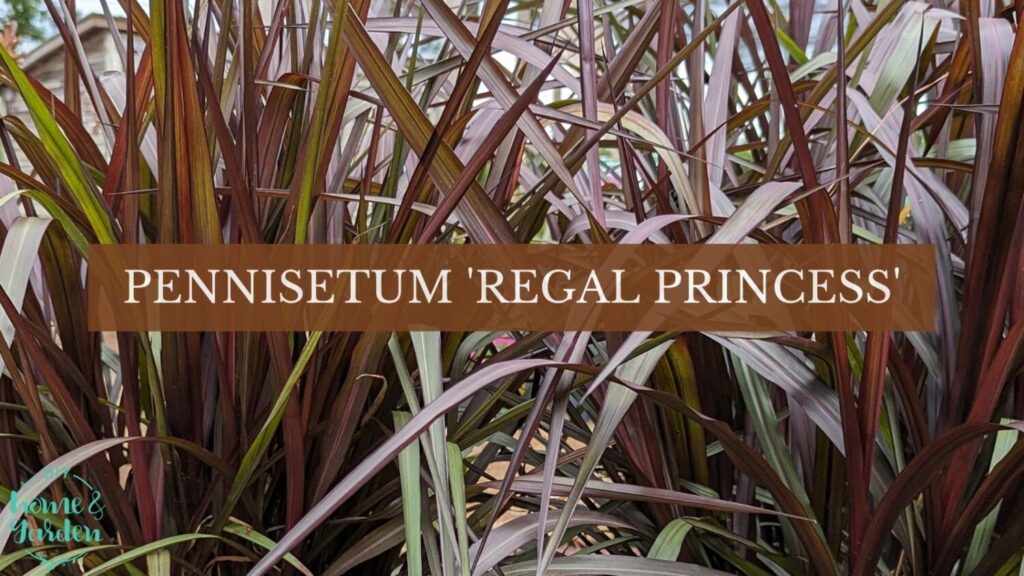 Pennisetum ‘Regal Princess’: A Majestic Addition to Your Garden