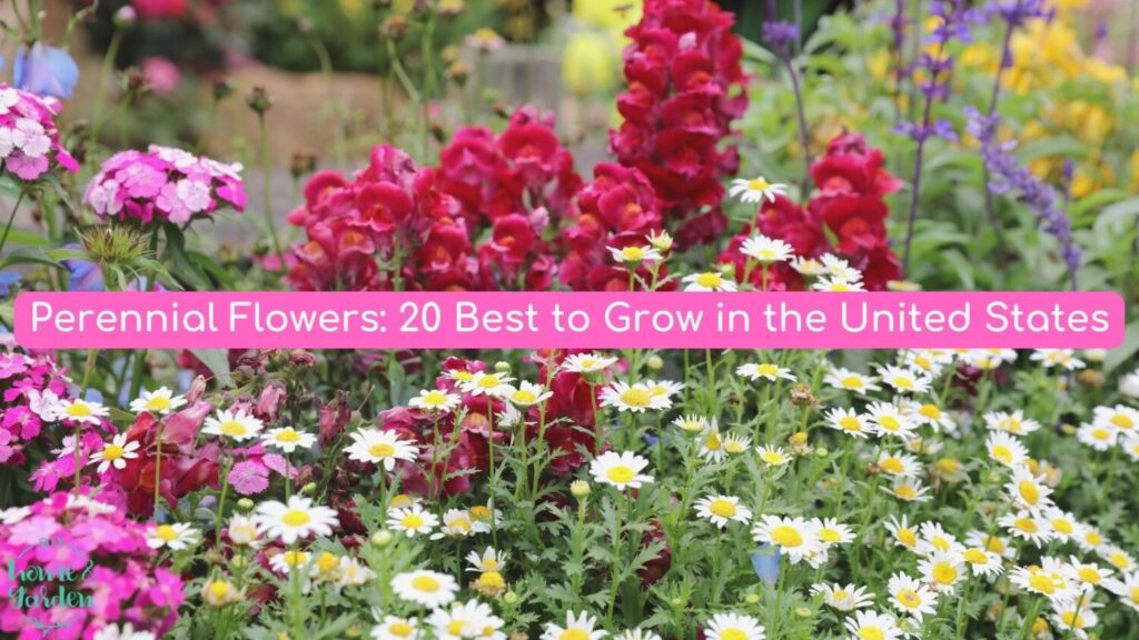 Perennial Flowers: 20 Best to Grow in the United States