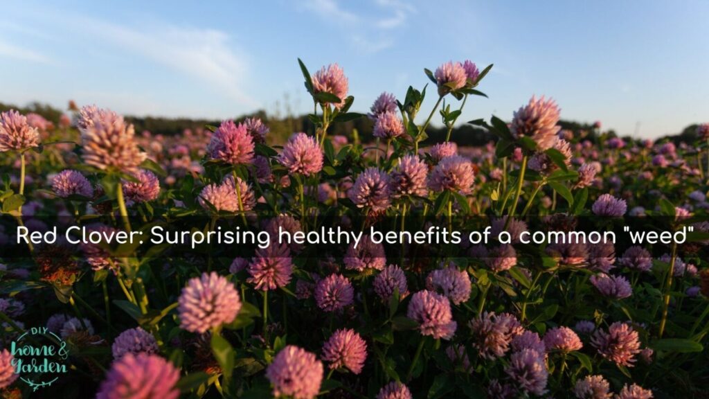 Red Clover: Discovering the healthy benefits of this common "weed"