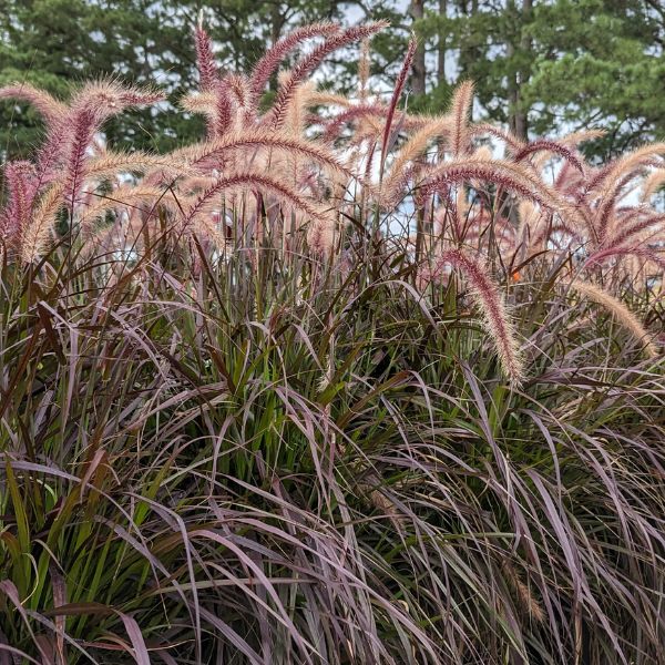 purple fountain grass