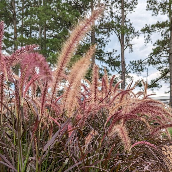 Purple Fountain Grass