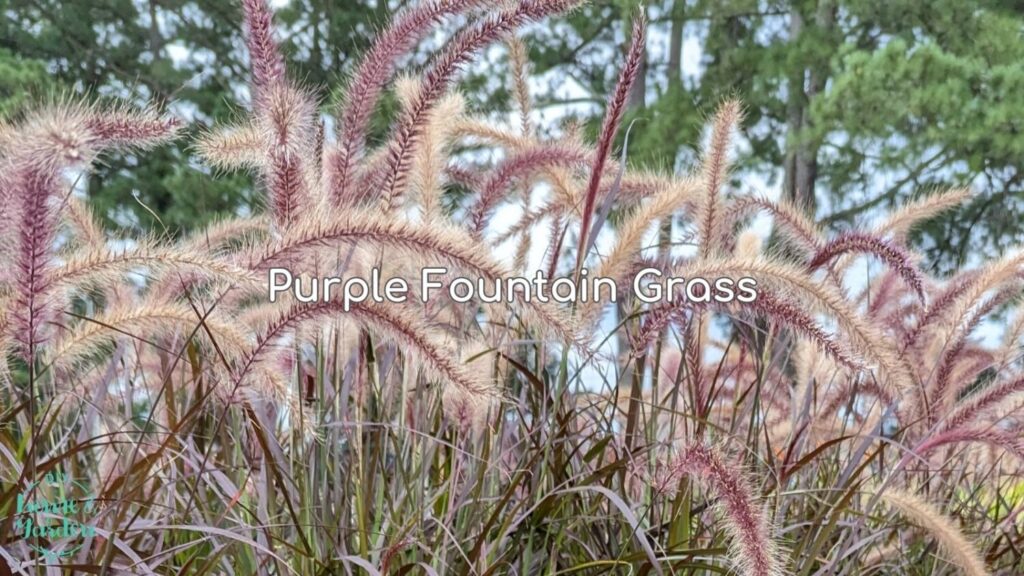 Purple Fountain Grass: A Stunning Ornamental for Your Garden