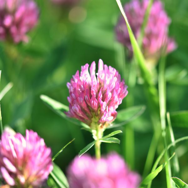 red clover