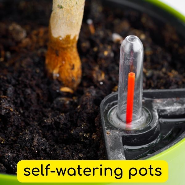 self-watering pots