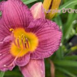 purple d'oro daylily
