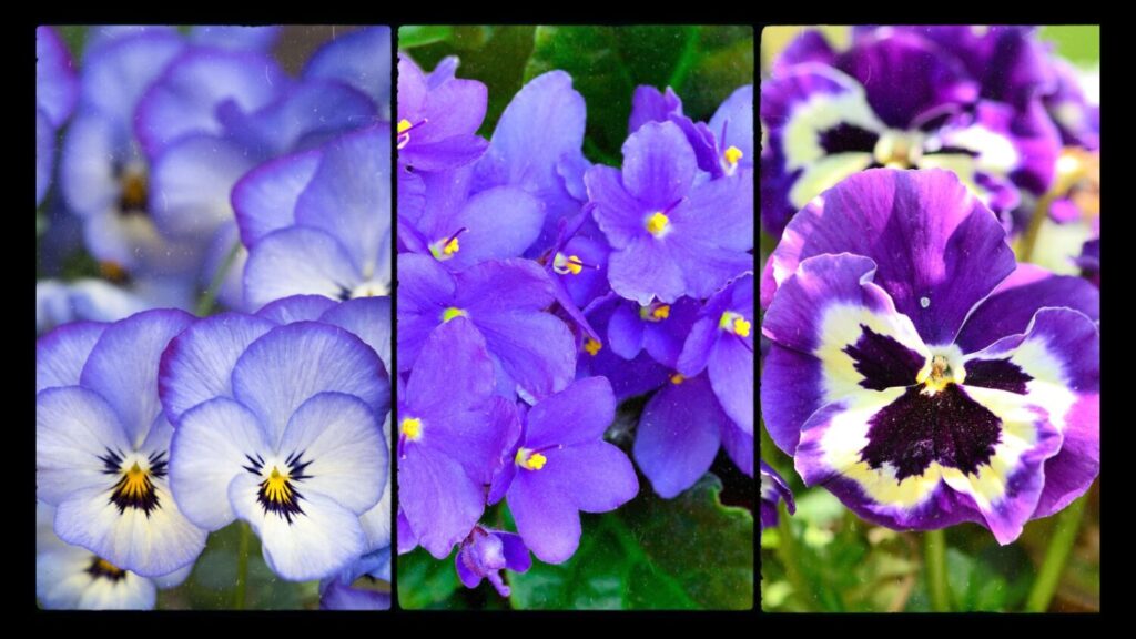 Viola, Violet, and Pansy: Close Relatives But Distinct Flowers