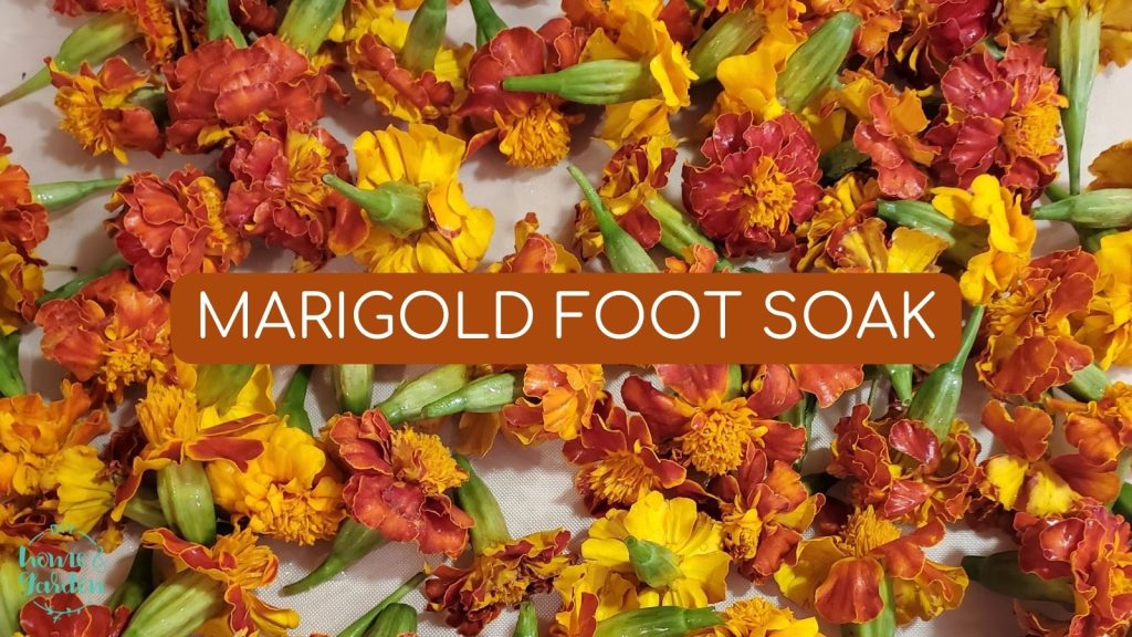 marigold foot soak