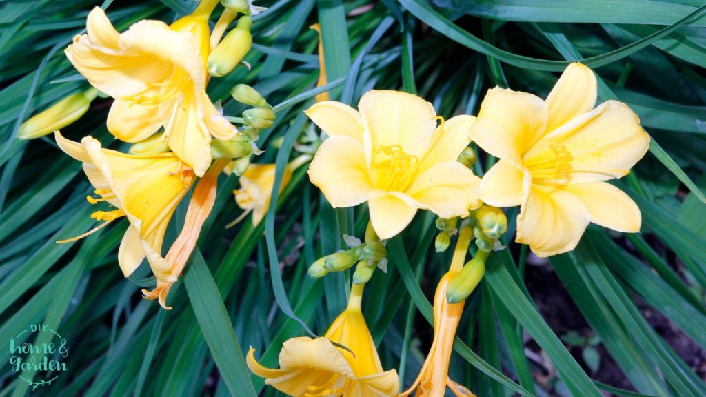 are daylilies invasive