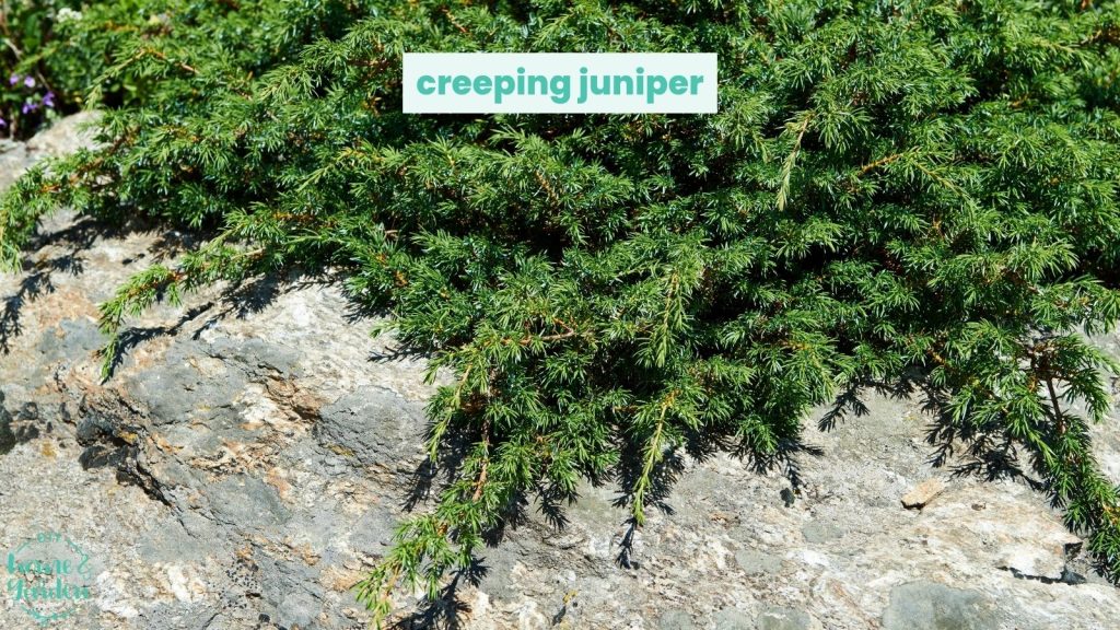 creeping juniperus
