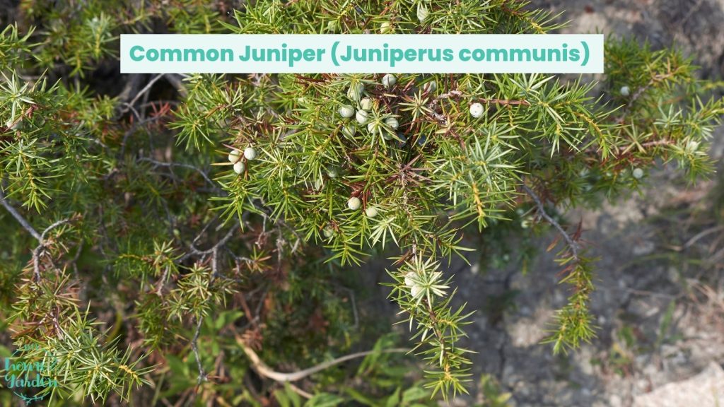 juniper communis