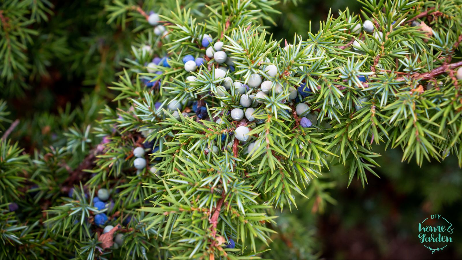 Juniper: Ultimate Planting and Care Guide (2024)