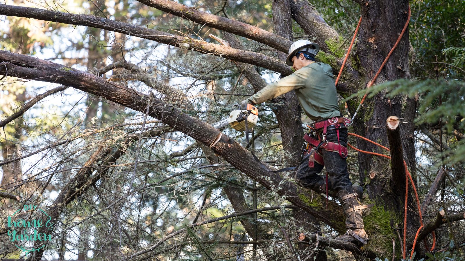 7 Signs It's Time for Tree Removal: Protecting Your Property and Safety