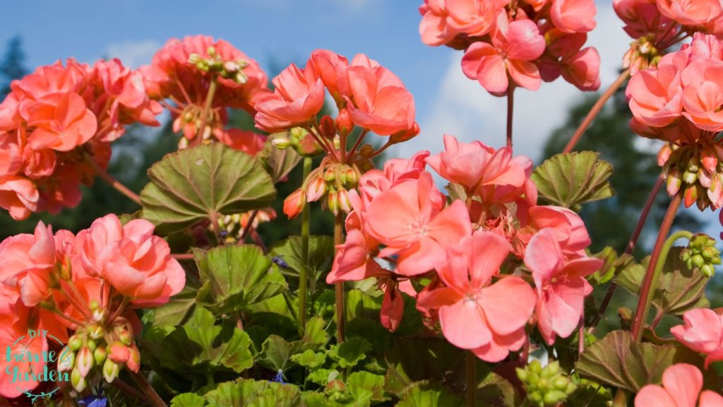 pot geraniums late spring in the full sun