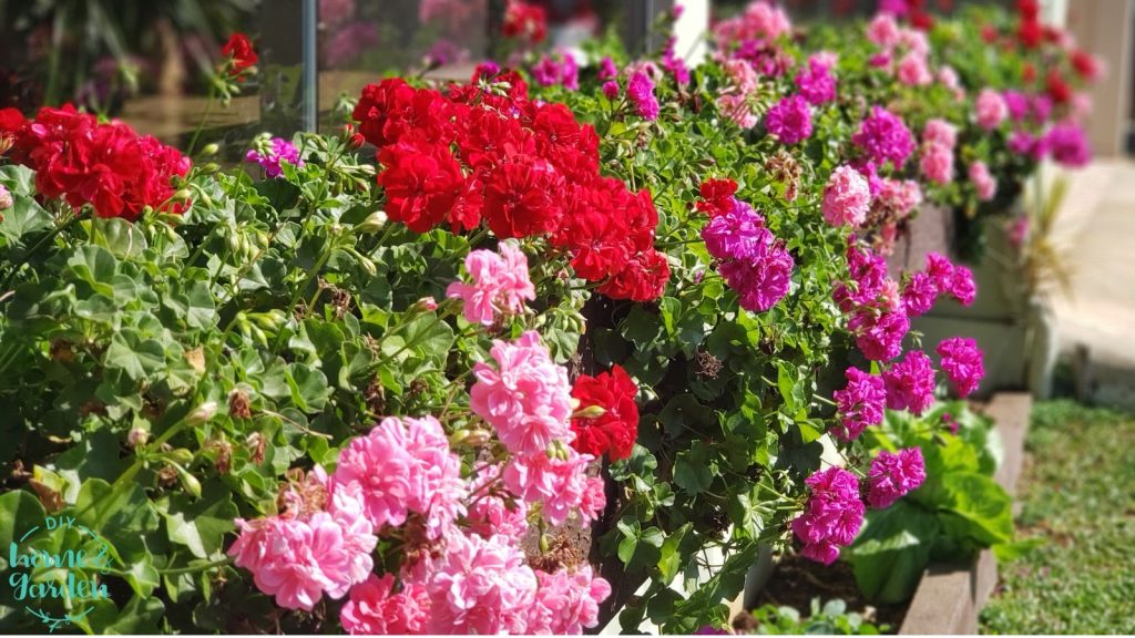 blooming plants in a garden bed