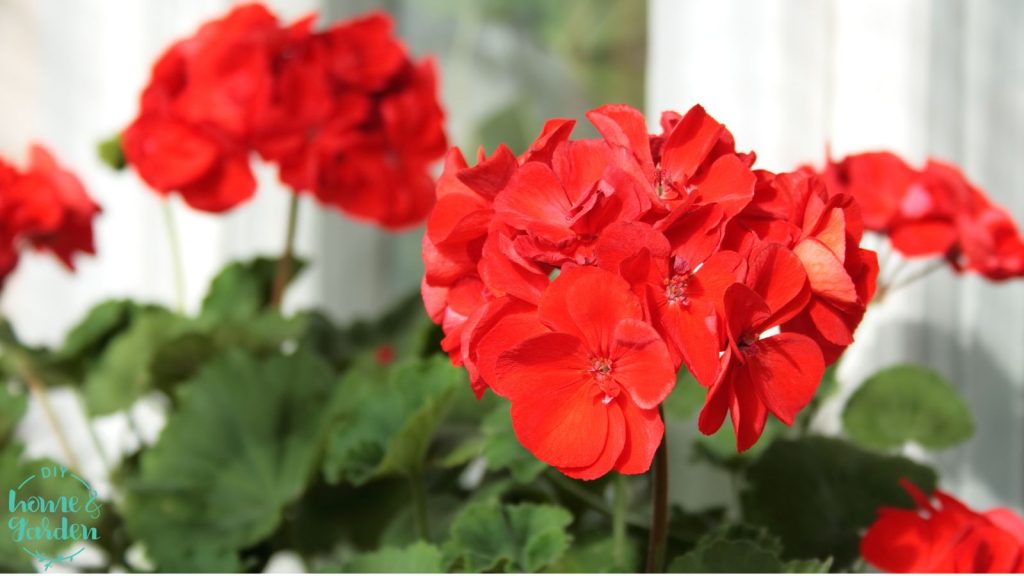 bright red geranium in a garden