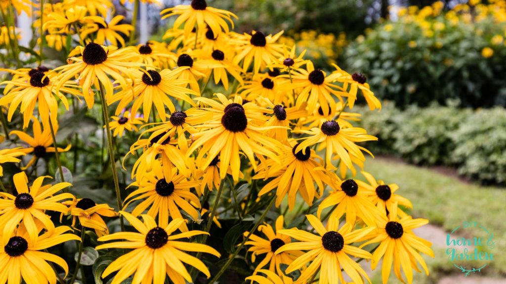 native plant garden: black eyed susan