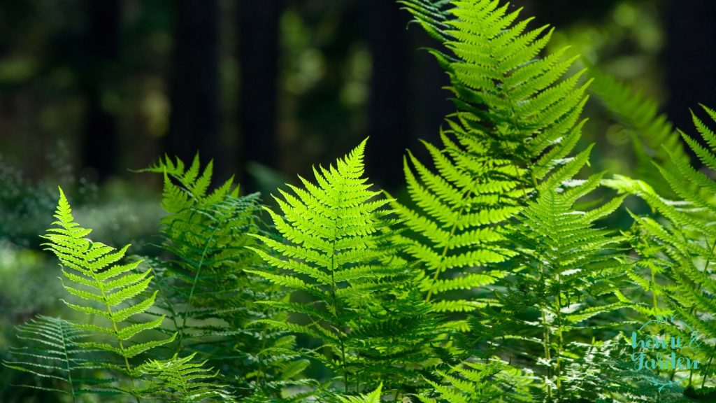 native plant garden ferns